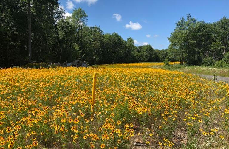 Pipeline with pollinator flowers