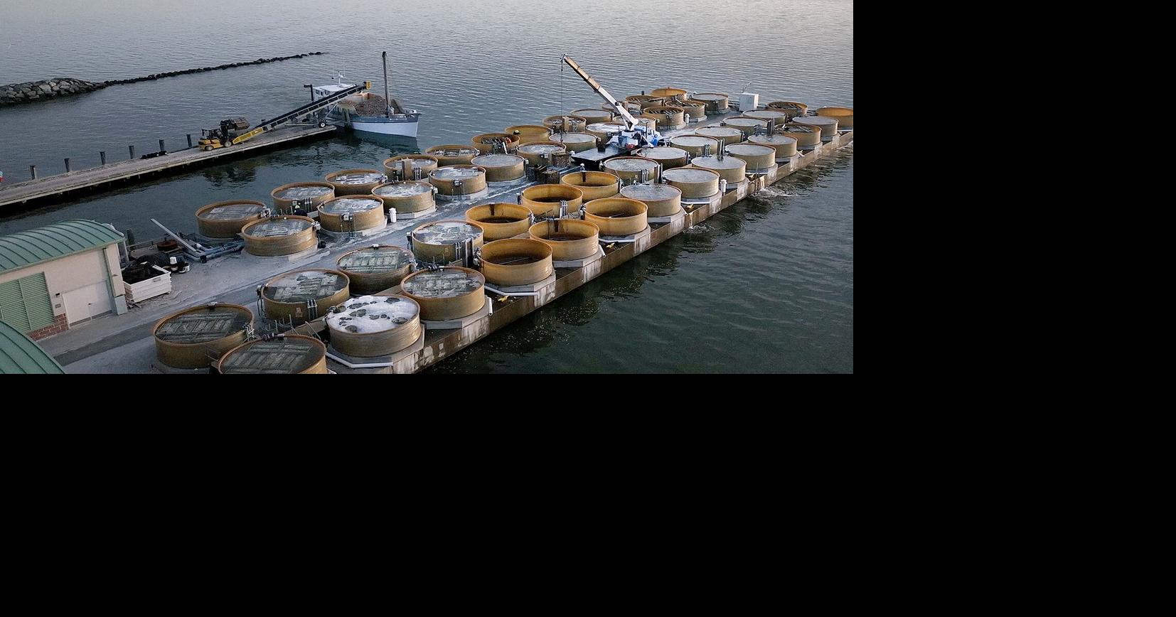 Maryland oyster hatchery faces federal funding cut