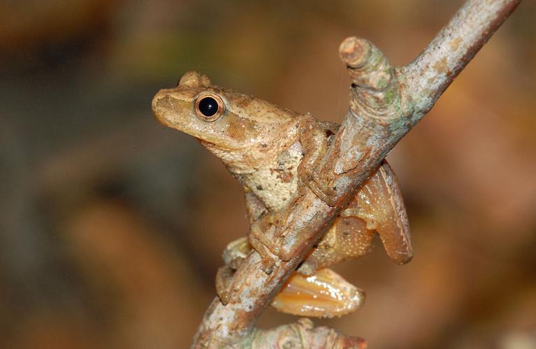 Frog’s loud call lets the world know he’s ready for love | Bay ...