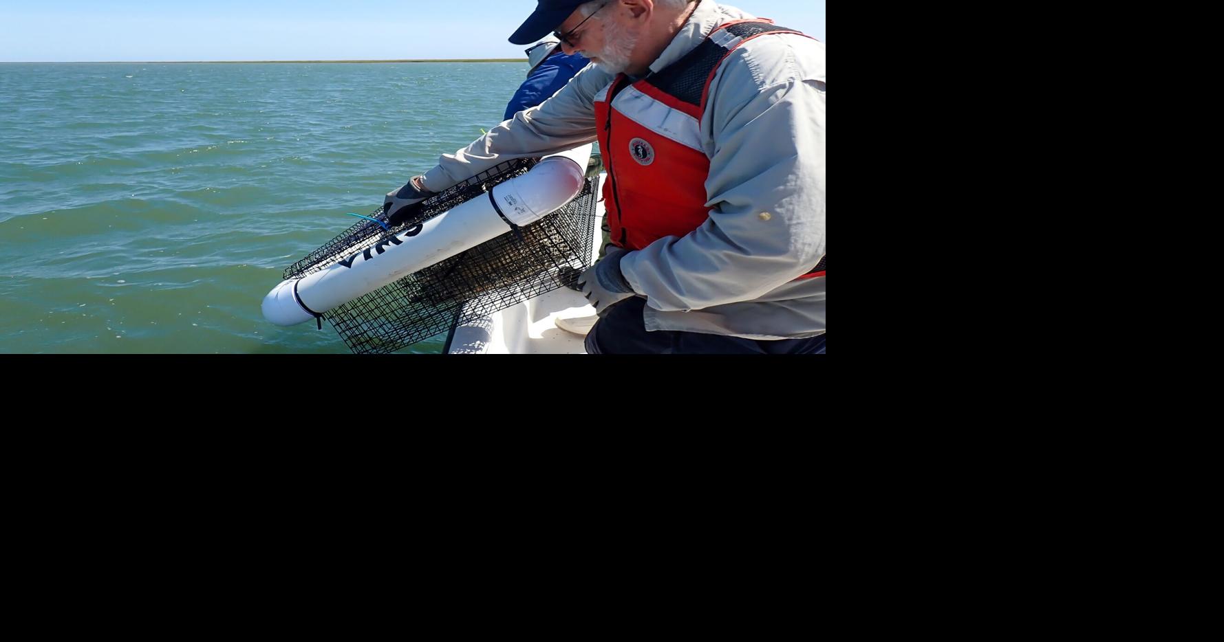 Oysters reduce spread of disease among blue crabs, study shows