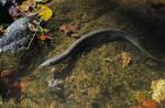 Eel