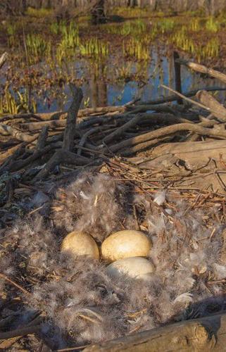 Resident geese: a water quality problem or just fuss feathers