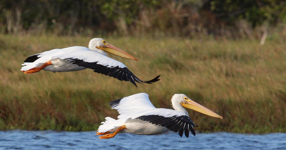 american white pelican flying
