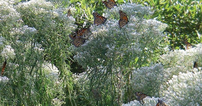 Without pollinators, our flowers, food supply face a stinging loss ...