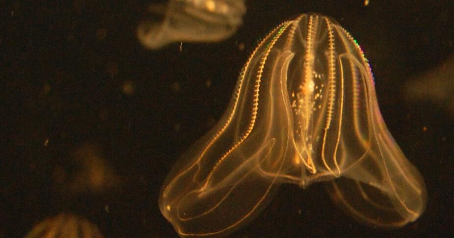 From backyards to the Chesapeake Bay, luminescent critters light up the night