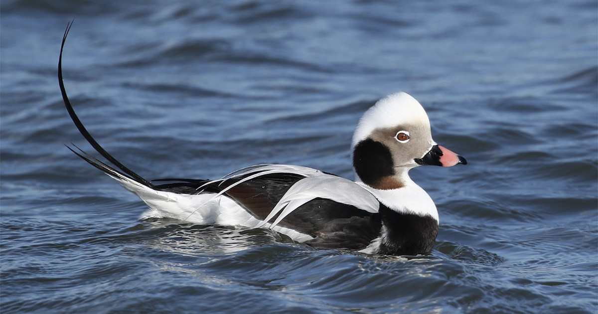 The long-tailed duck, a unique winter visitor from the north
