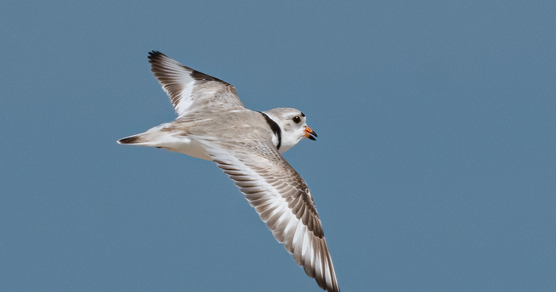 Look and listen for East Coast’s threatened piping plover