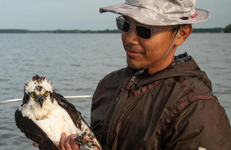 Osprey with researcher