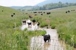 Cattle in Middle River tributary, VA