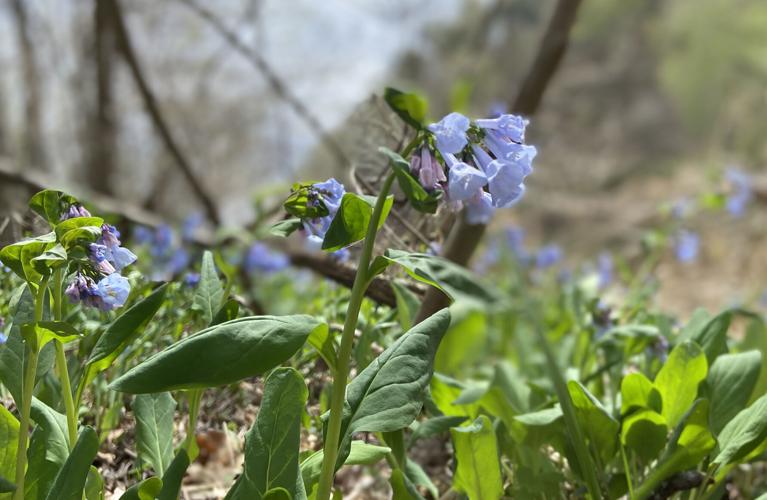 Virginia bluebells