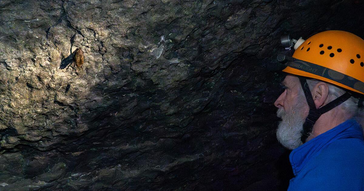 The art and joy of capturing bats — on film, of course