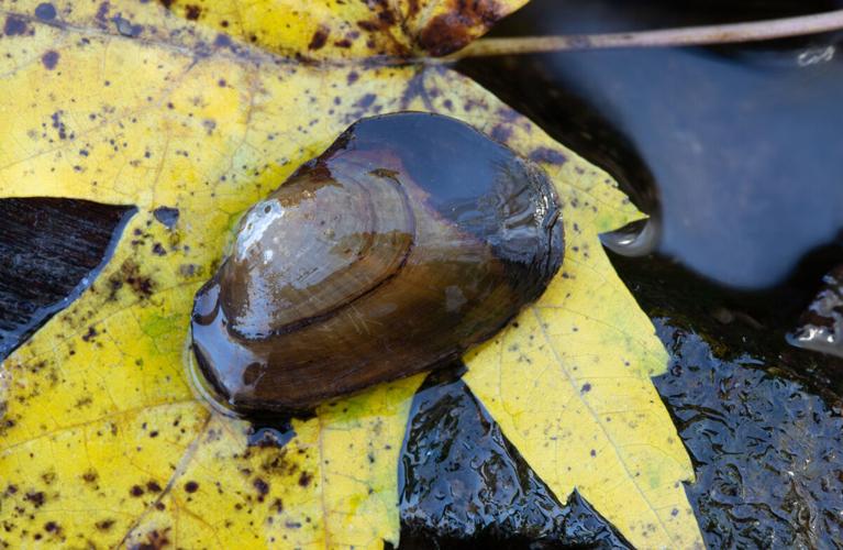We must build our mussels for stronger rivers and streams | Bay ...