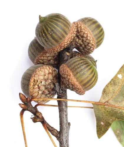 Pin oak acorns