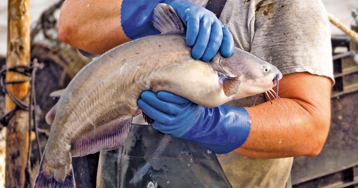 Grant will help Virginia company process 5 million pounds of blue catfish
