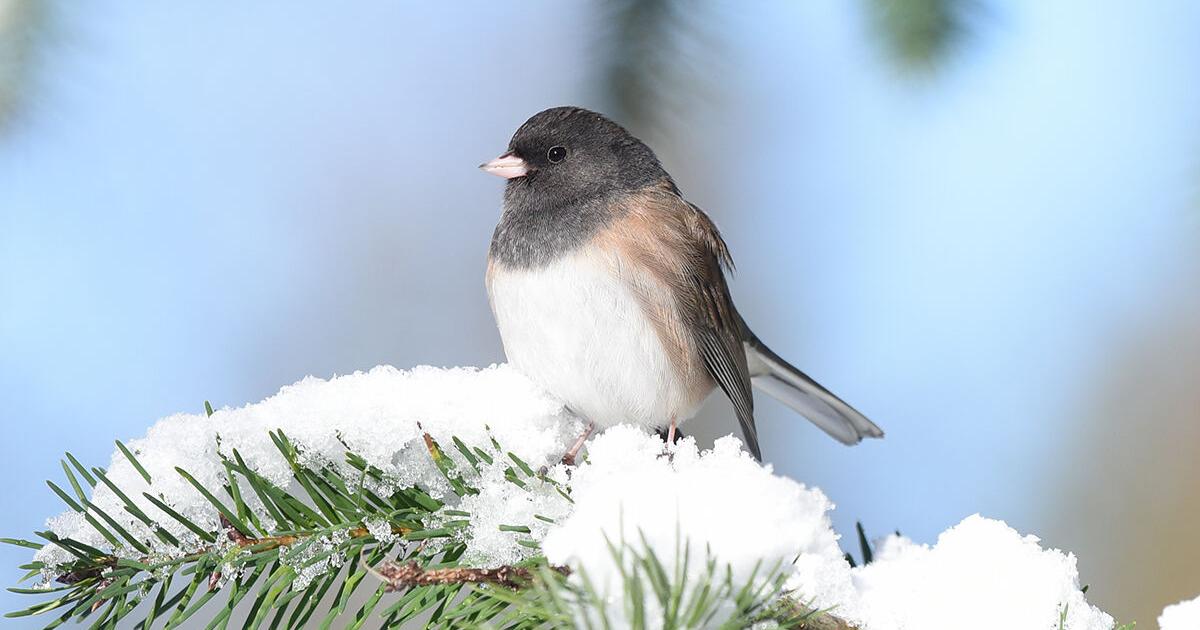 Winter birds have cold weather survival ‘down’ pat