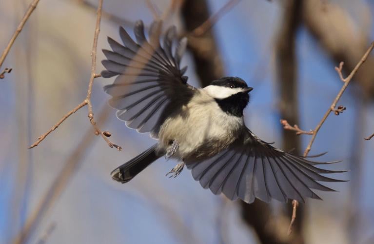 Carolina chickadee
