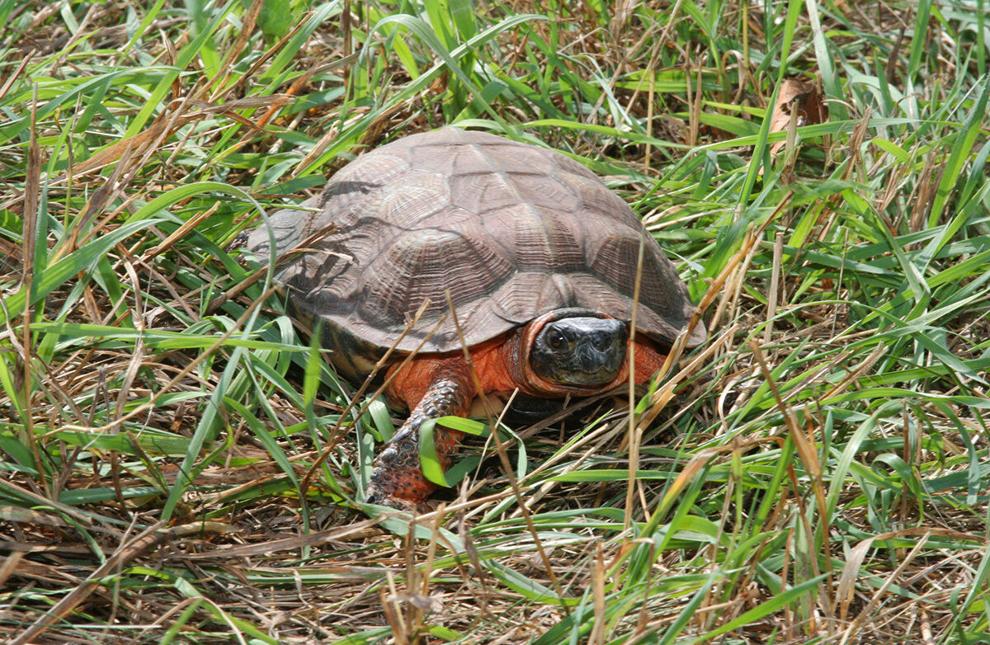 Groups urge federal protection for rare wood turtles