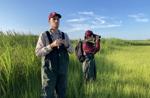 Biologists scouting for saltmarsh sparrows