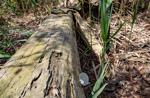 Fallen tree in ghost forest