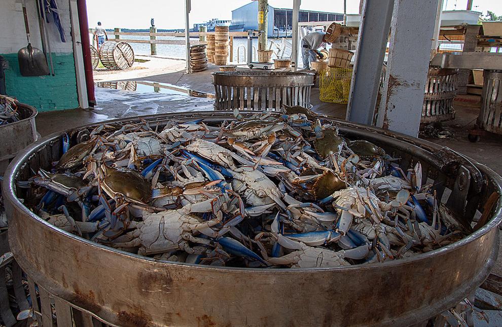 Chesapeake blue crab population drops 50%. The question is: Why?