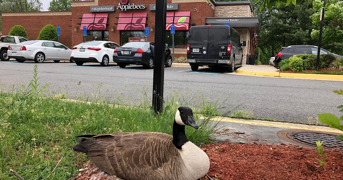 Resident geese: invited guests that never went home