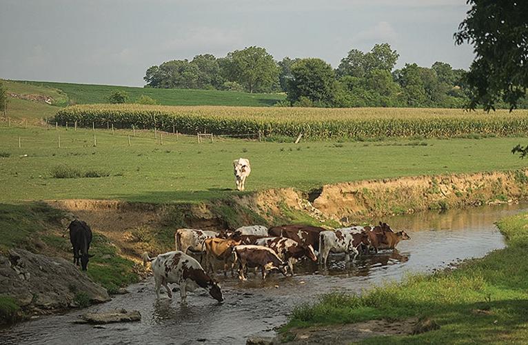 Cows wading in stream