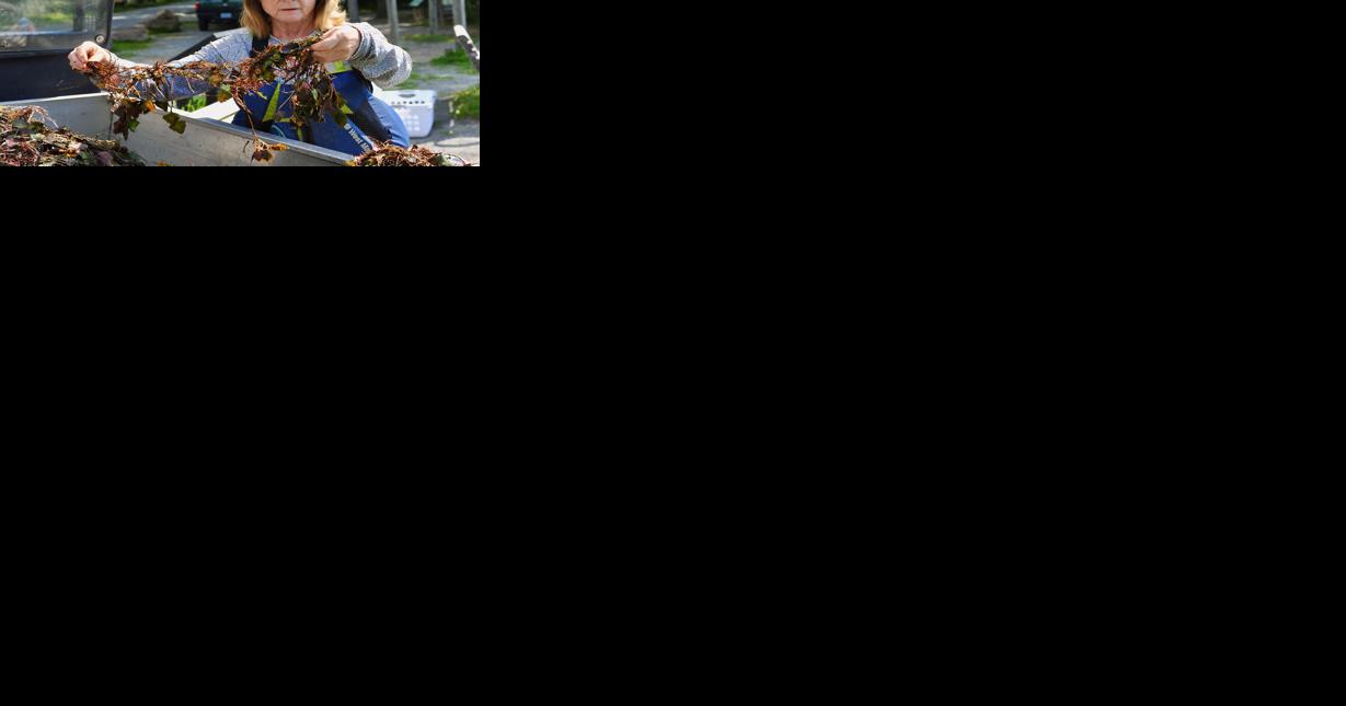 Invasive water chestnut frustrates containment efforts in Virginia - Vimarsana News