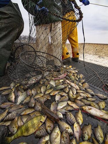 Yellow perch: early-spawners on the move