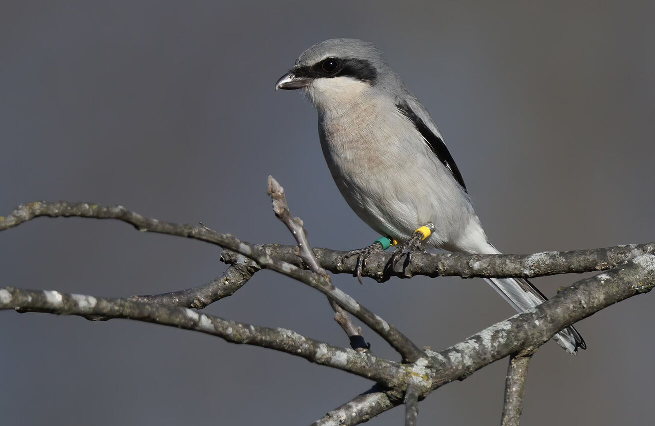 Increasingly rare 'butcherbird' makes an appearance in Maryland
