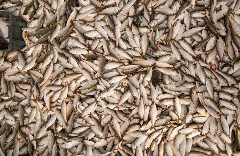 dead fish in pound net Commission eyes Bay menhaden harvest curb – to help watermen, not ospreys |  Fisheries