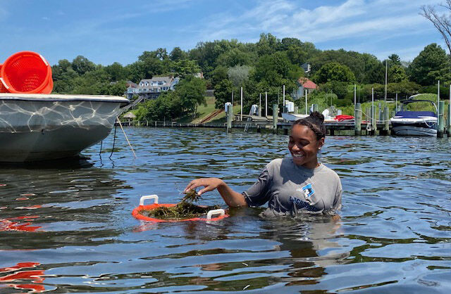 Shifts In Underwater Grasses Impact Humans As Well As Wildlife Forum Bayjournal Com