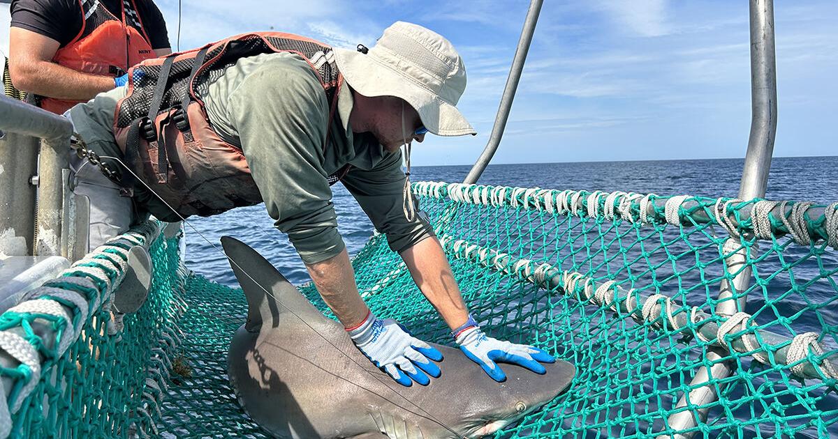 Shark research effort still has bite after 50 years