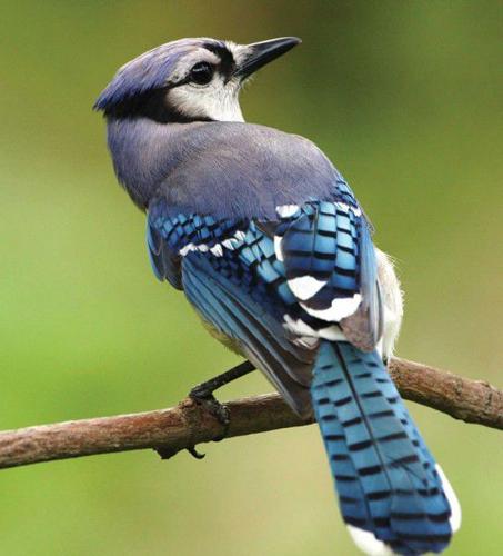 Breeding - Blue Jay - Cyanocitta cristata - Birds of the World