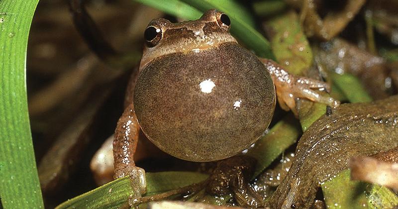 Where Amphibians Mate?
