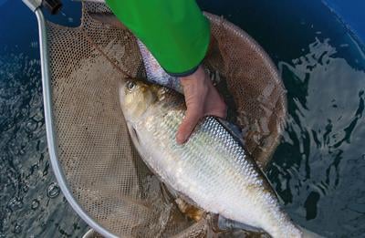 A plan coalesces for shad in Virginia's James River