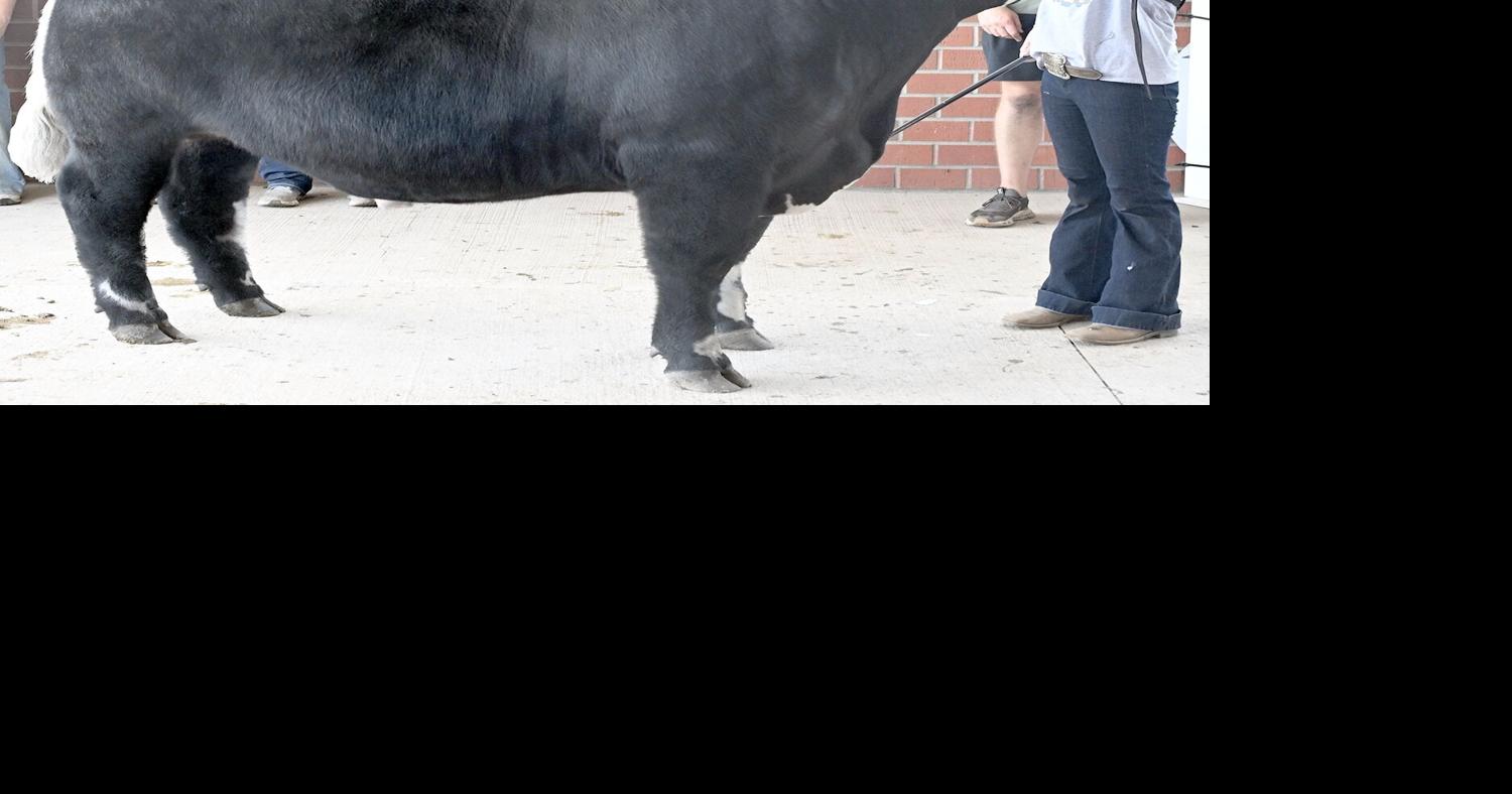 Jarrs prepare for Governor’s Celebrity Steer Show