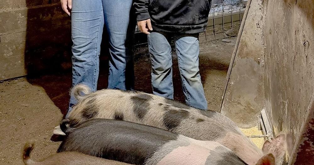 Learning life lessons through pork production
