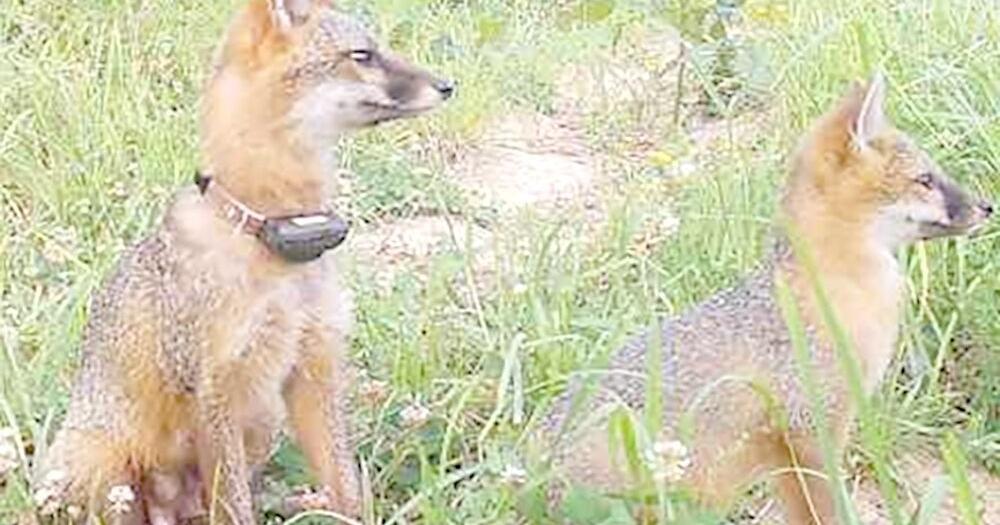 Research being conducted on gray foxes in Davis County