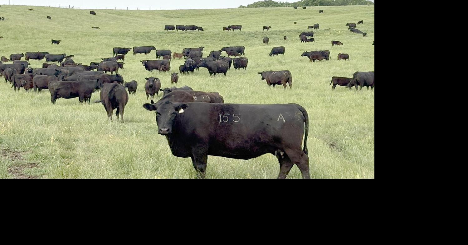 Trends in the cattle industry: GPS collars and internet selling