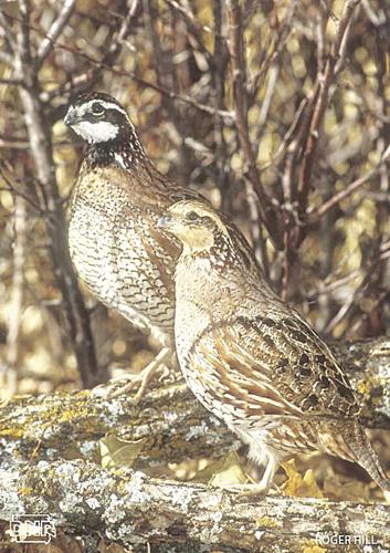bobwhite quail.jpg