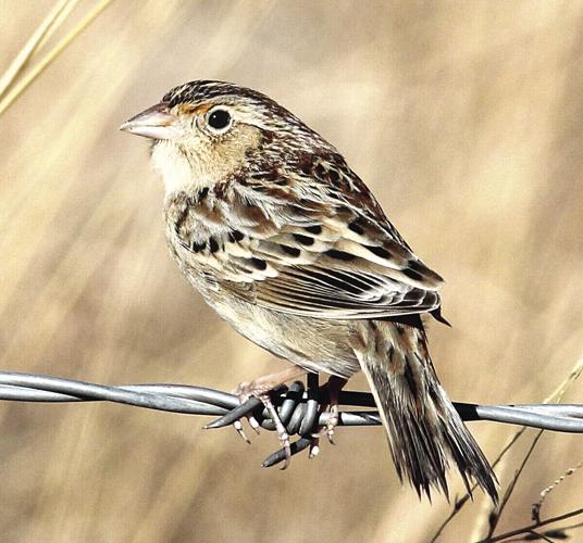 grasshopper-sparrow.jpg