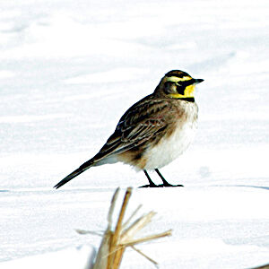 Horned lark.jpg