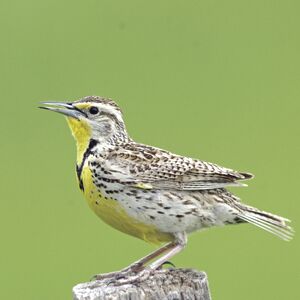 western meadowlark custer SP sd 6-8-2008-1.jpg