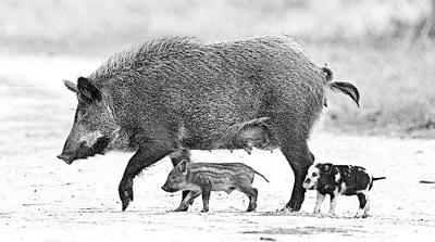 feral hogs