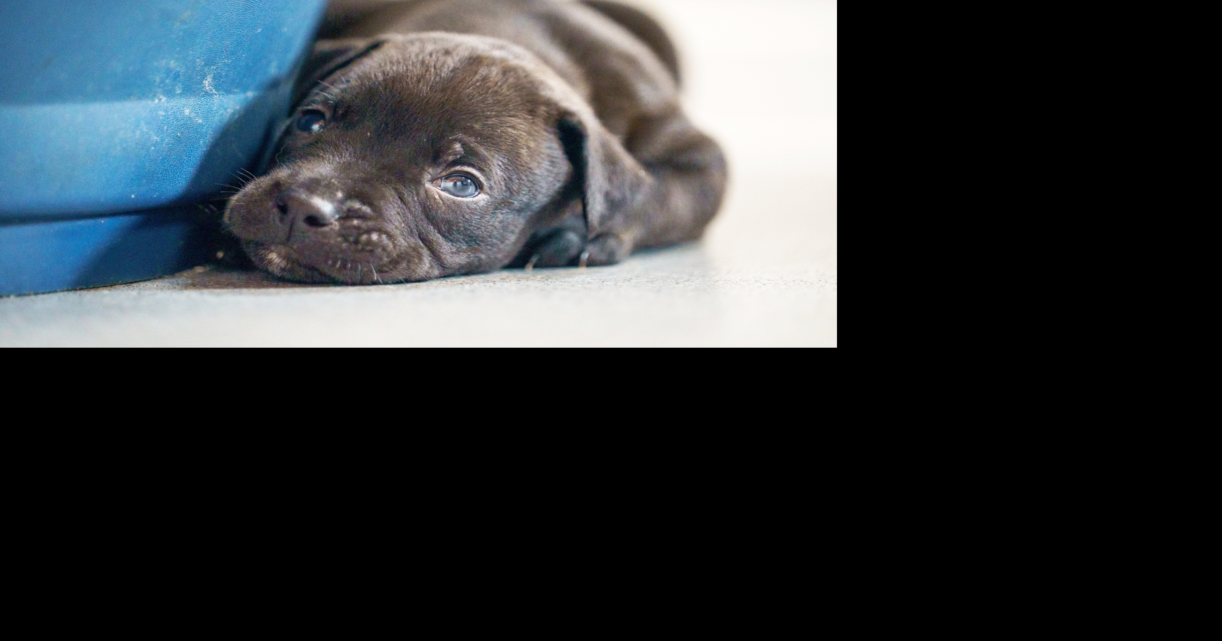 Rescued dog gives birth to record-breaking litter of puppies