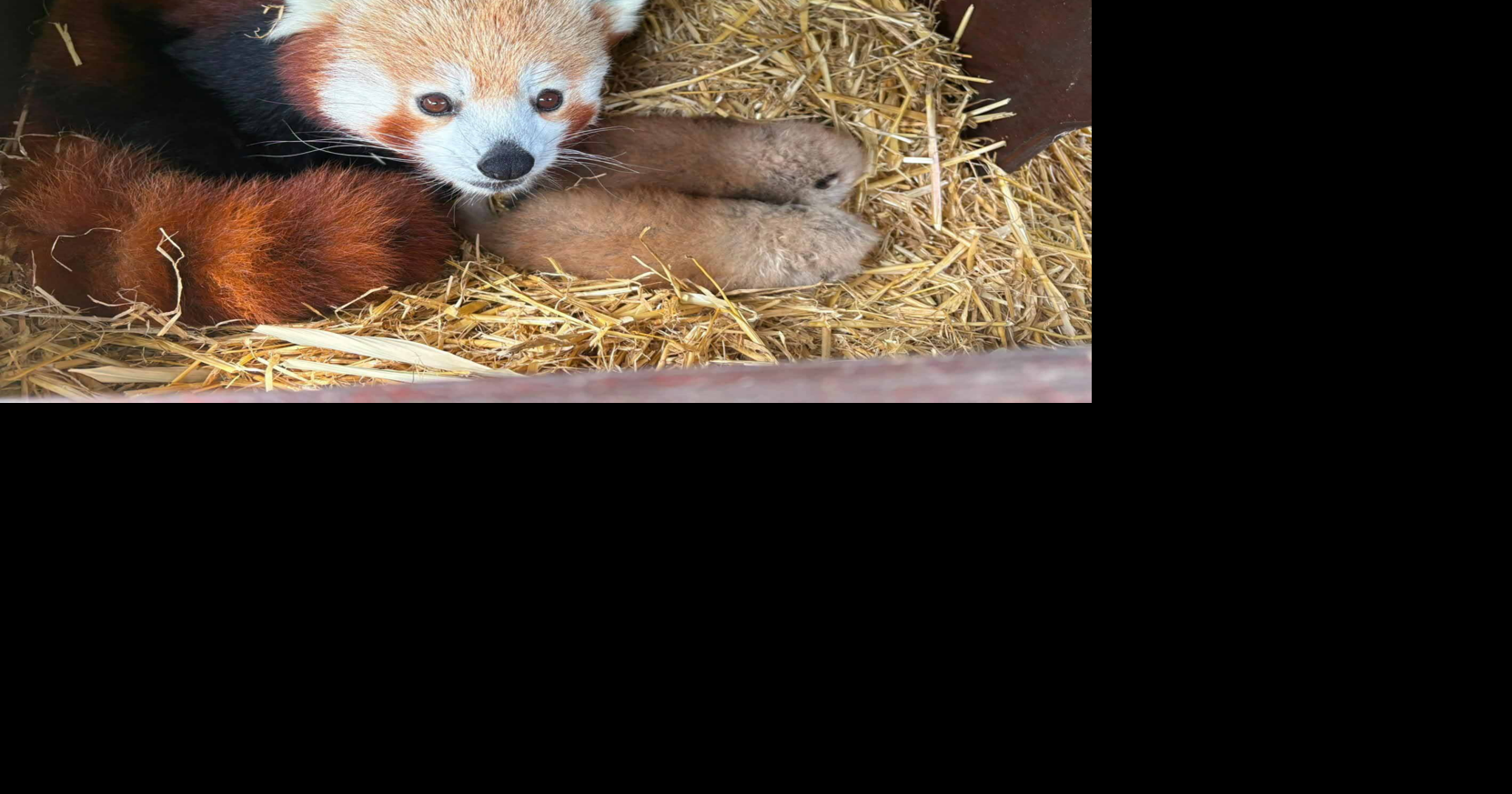 Rare red panda twins born at zoo weigh same as a banana