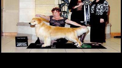 Golden Retriever Wins Award At Westminster Uncategorized Beloitdailynews Com