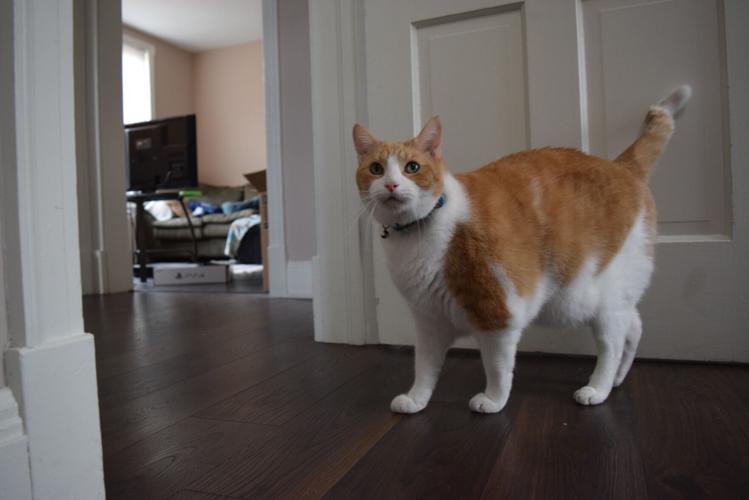 Illinois rabies shot requirement for all pet cats begins next year