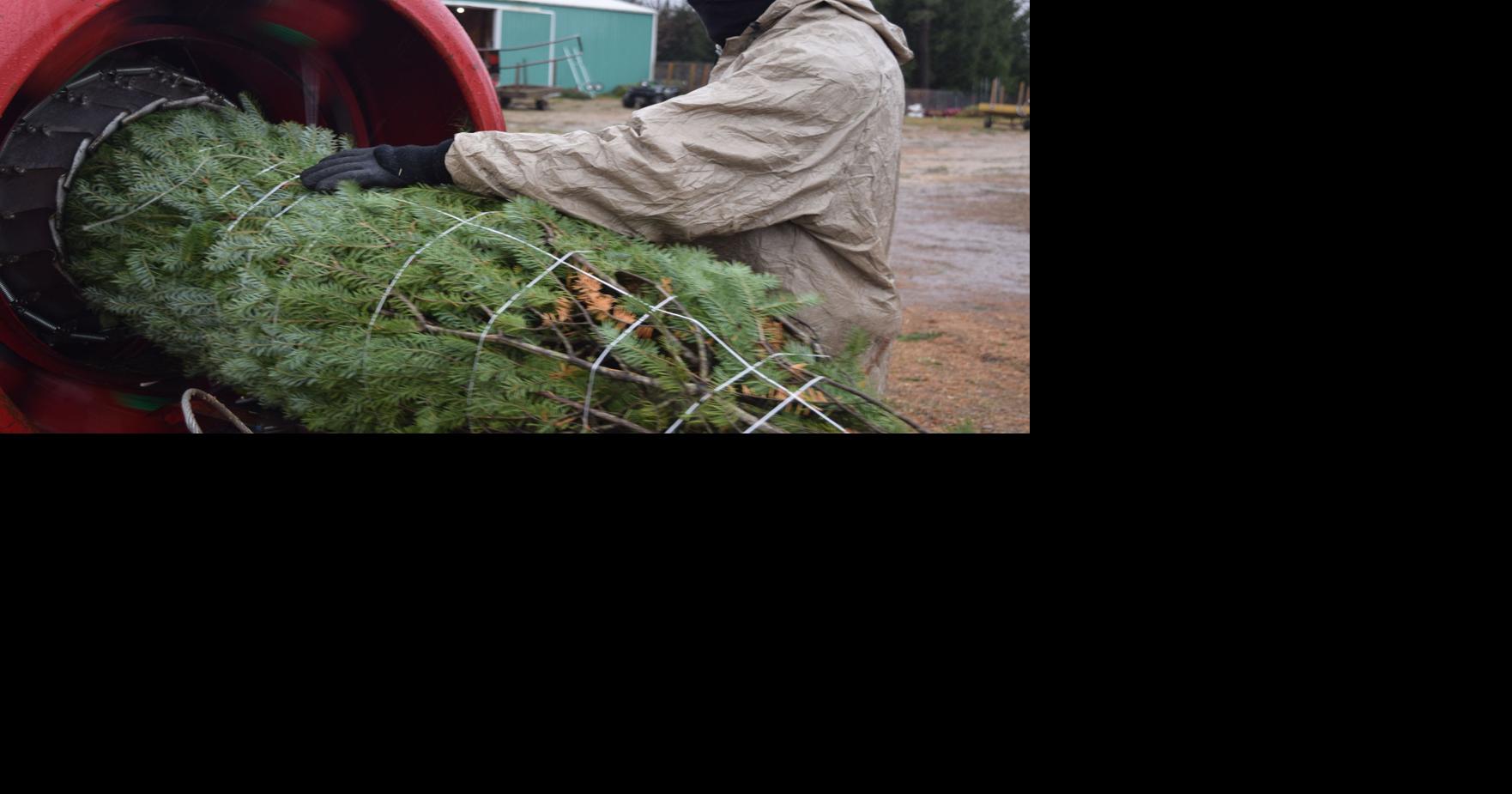 Holiday spirit is in full swing at Williams Tree Farm during busy ...