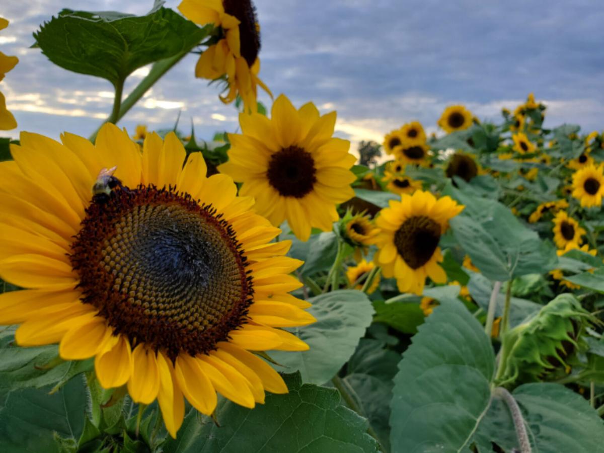 150,000 sunflowers bloom at Skelly's Farm Market near Janesville